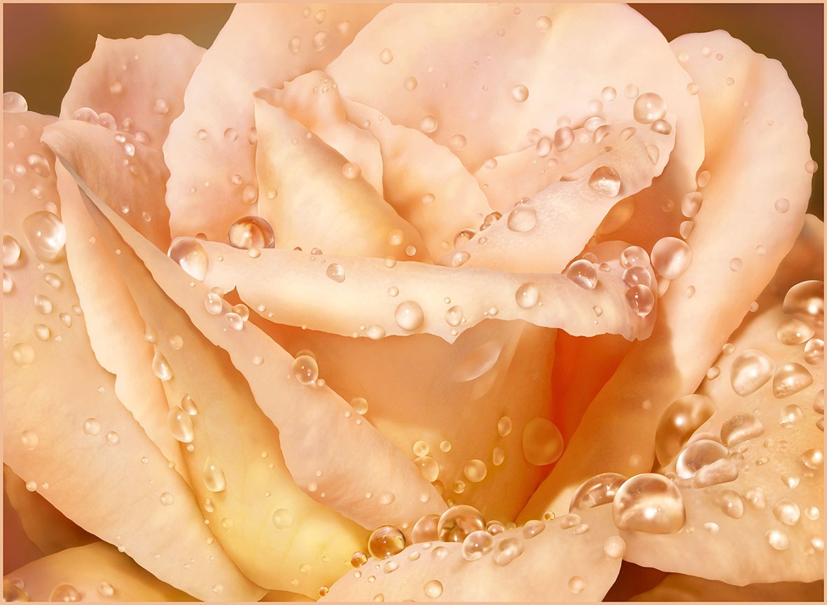 Фотообои VIP А 098 "ЧАЙНАЯ РОЗА" 268*198 см (8л) (г.Тула) *1/6