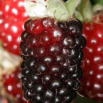 Ежемалина Бойсенберри