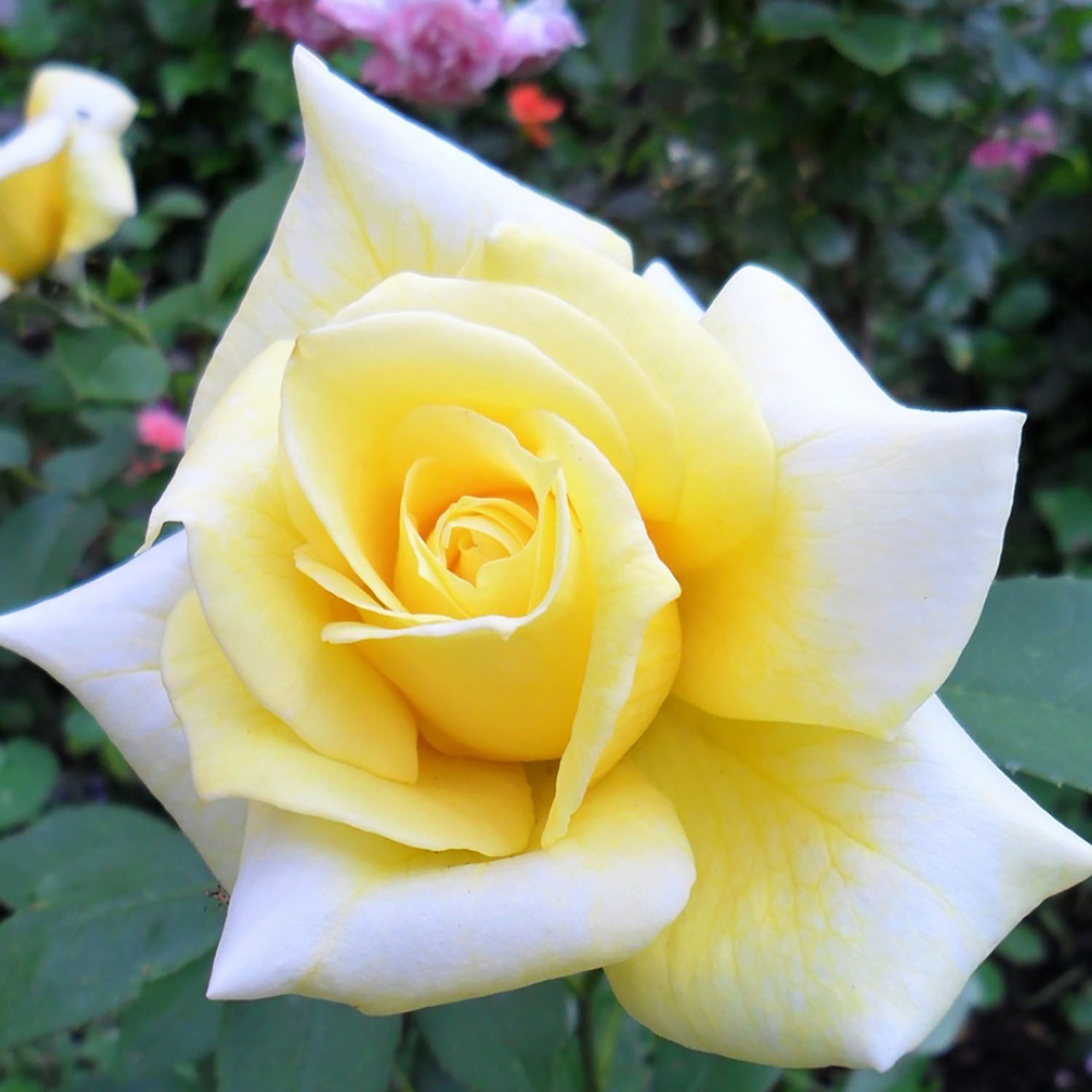 Роза чайногибридная Ландора Роза чайногибридная Ландора