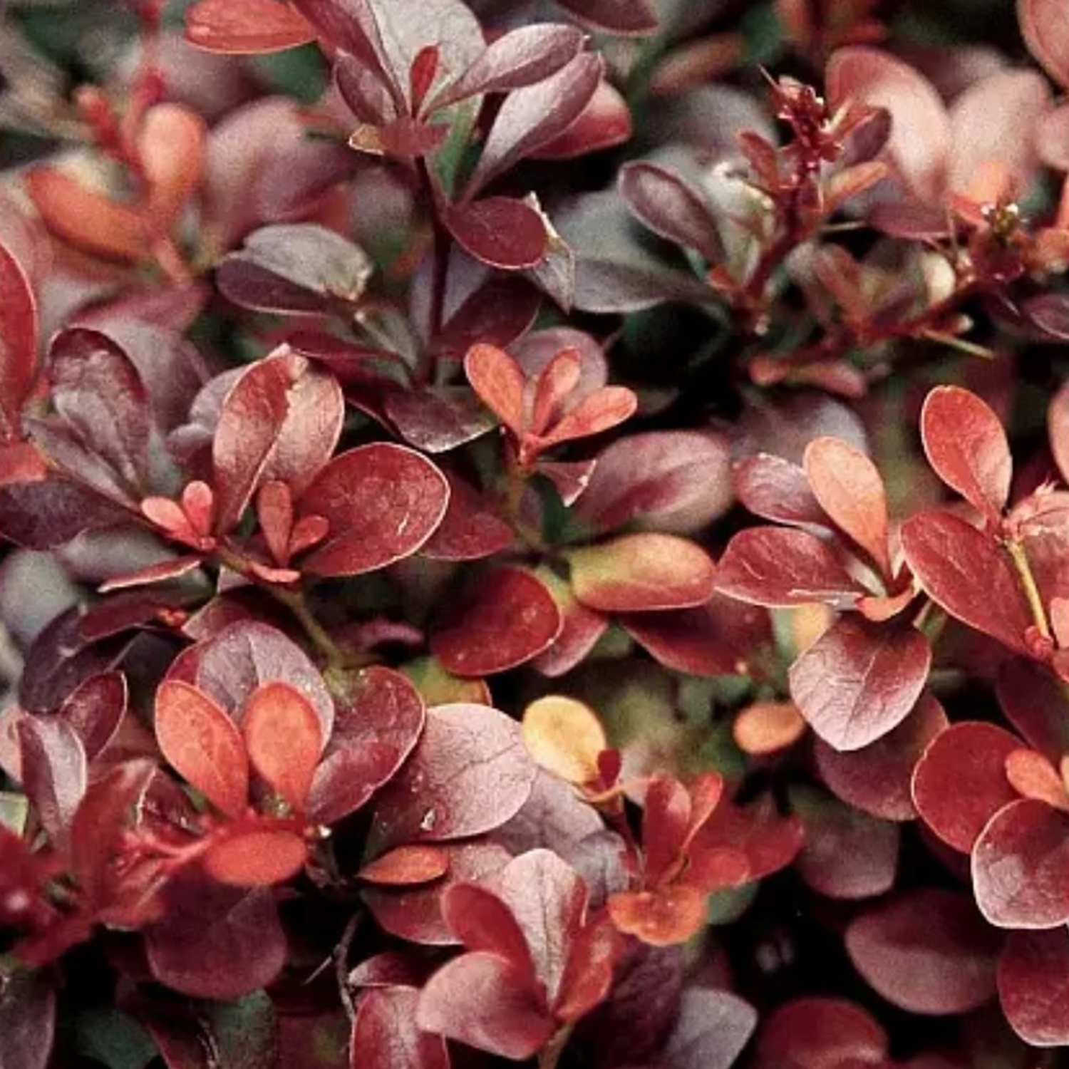 Барбарис Тунберга Атропурпуреа Барбарис Тунберга Атропурпуреа