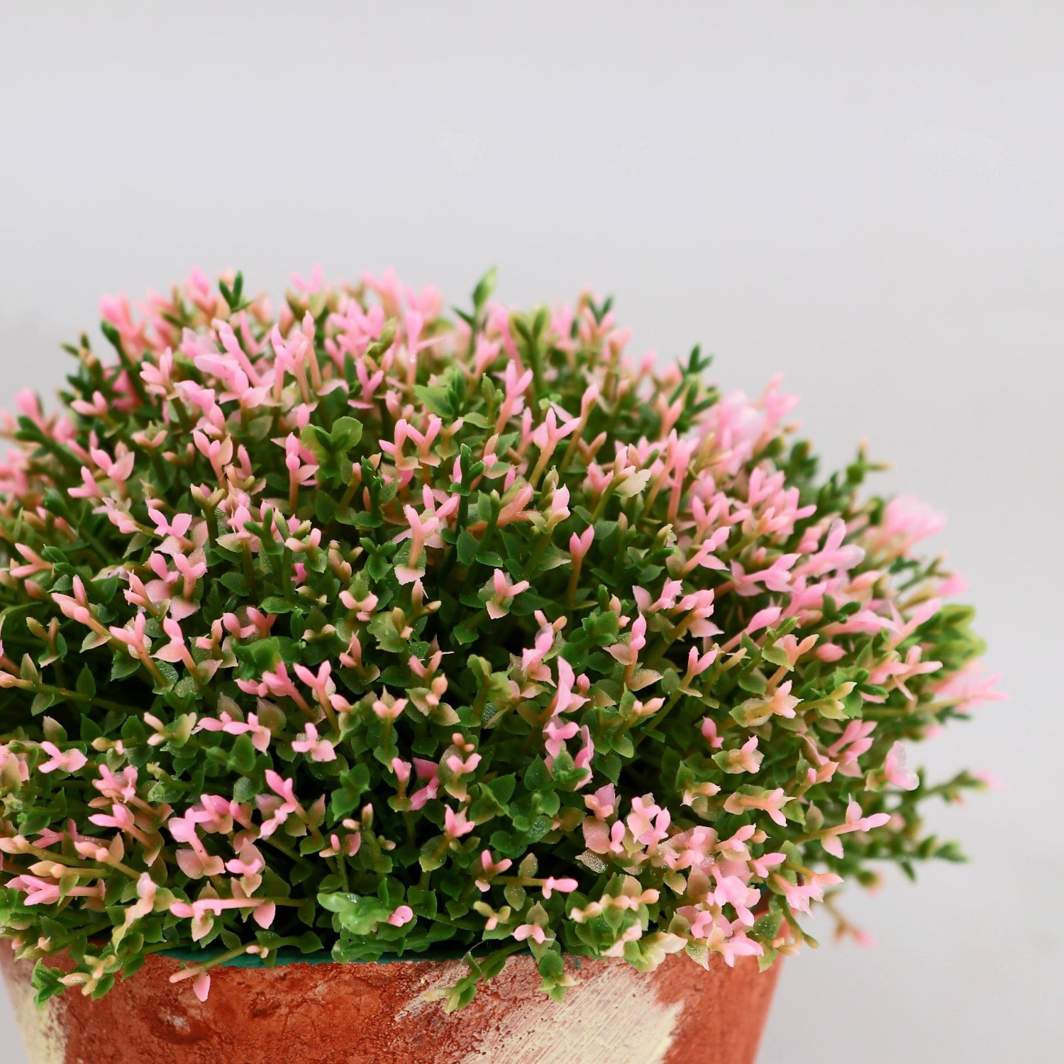 Бонсай в горшке "Самшит" 12х12 см, микс   5201996