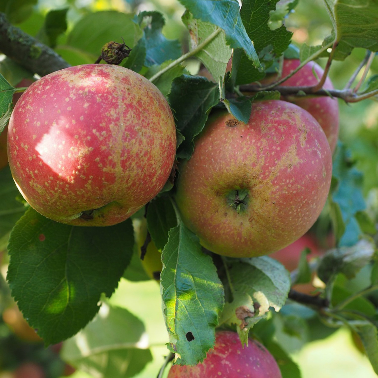 Яблоня Краса Свердловска Саженец 2 года Высота саженца   100-120см