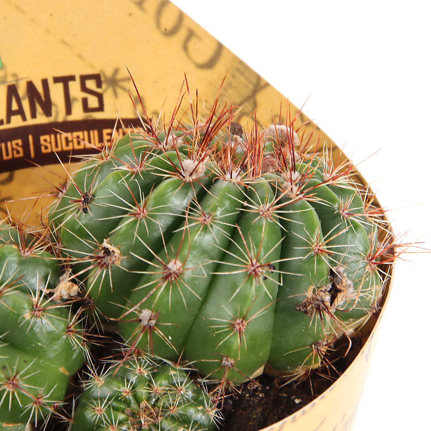 Кактус микс D9 H10* 1/18