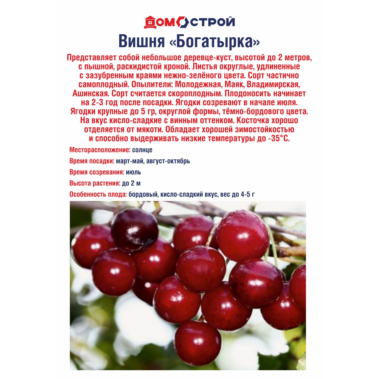 Вишня Богатырка