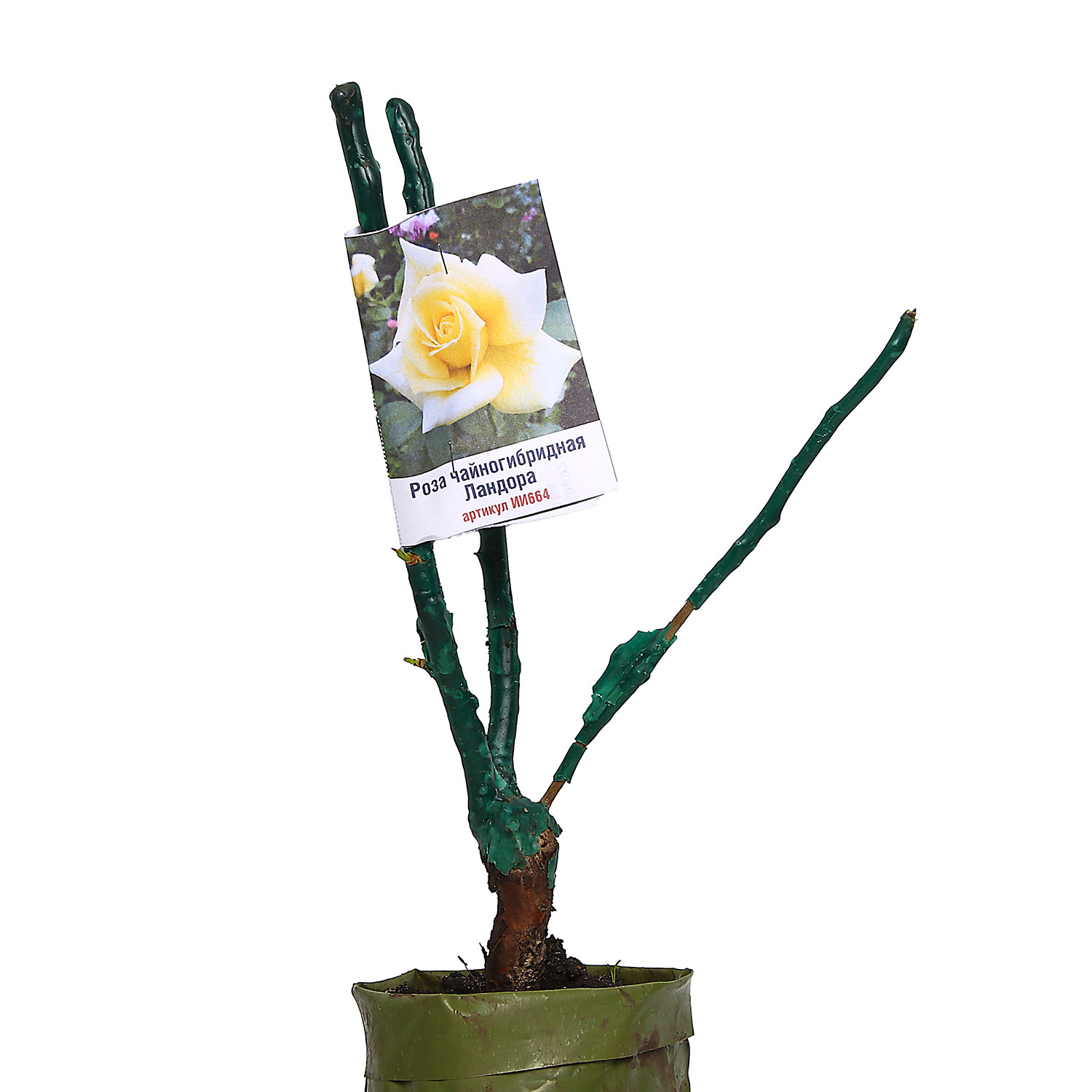 Роза чайногибридная Ландора Роза чайногибридная Ландора