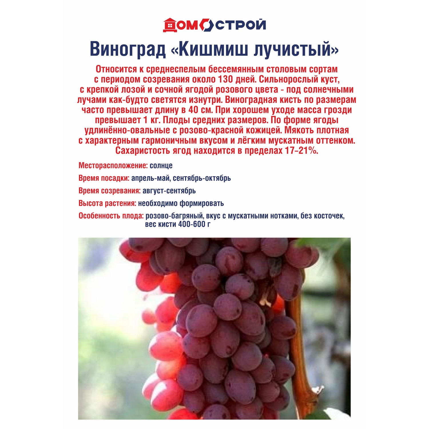 Виноград Кишмиш лучистый