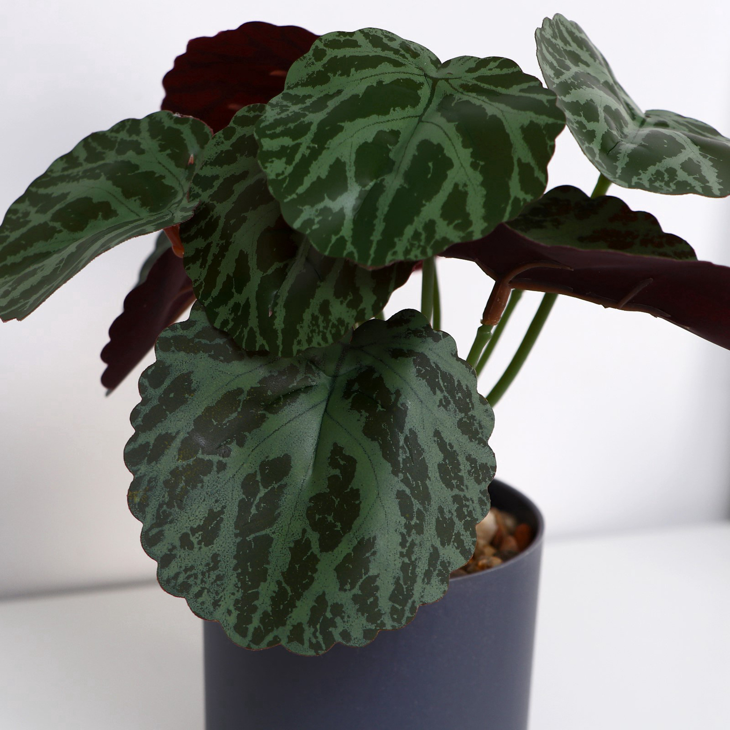 Бонсай в горшке "Бегония декоративная" 7х15 см  10084574