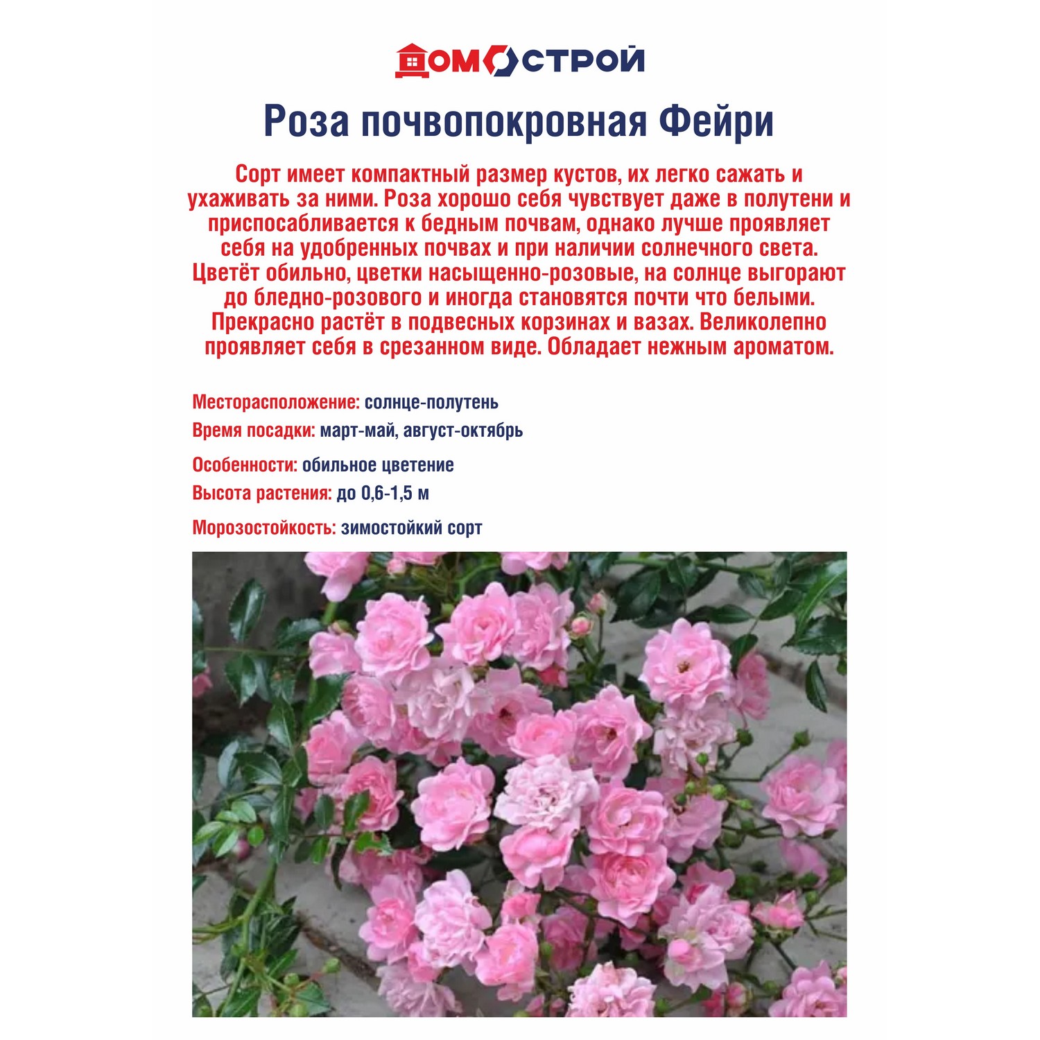 Роза почвопокровная Фейри