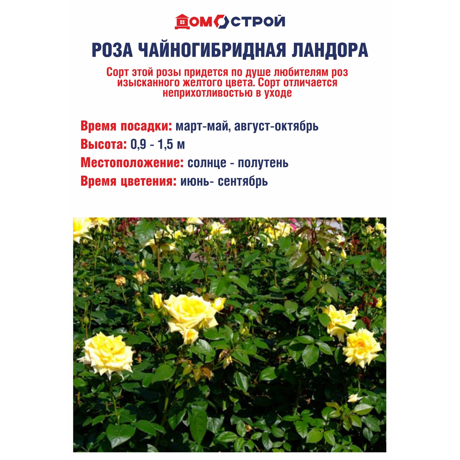 Роза чайногибридная Ландора Роза чайногибридная Ландора